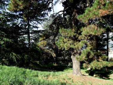 Çam ağaçları orman park Bahçe