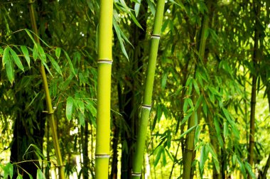 Bambu kamışı parkta yaprakları ile dalları