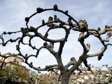 Ağaç olmadan denilen muz veya platanus yaprak