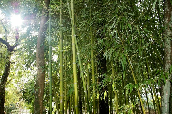 Branches Leaves Bamboo Canes Park — Stock Photo, Image