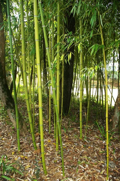 Grenar Med Blad Bambu Käppar Parken — Stockfoto