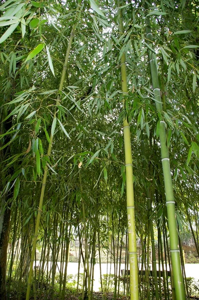 Grenar Med Blad Bambu Käppar Parken — Stockfoto