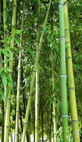 Bambu kamışı parkta yaprakları ile dalları