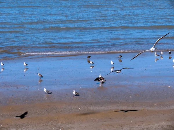 Seagulls Beach Caleta Bay Capital Cadiz Andalusia Spain Europe — Stock Photo, Image
