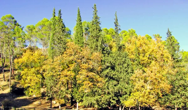 Tallarna Skogen Park Trädgård — Stockfoto