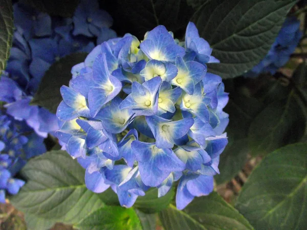 Branches Leaves Blue Hydrangea Plants — 스톡 사진