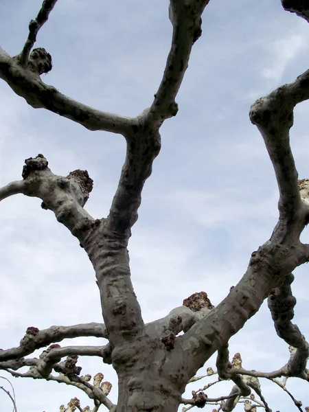 Arbre Sans Feuilles Appelé Banane Platanus — Photo