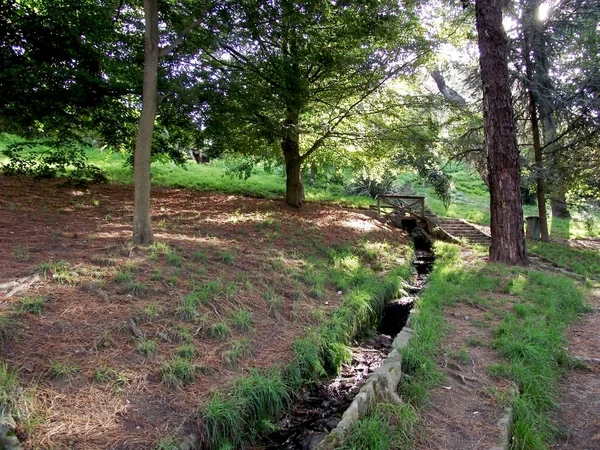 Pini Nel Giardino Del Parco Forestale — Foto Stock