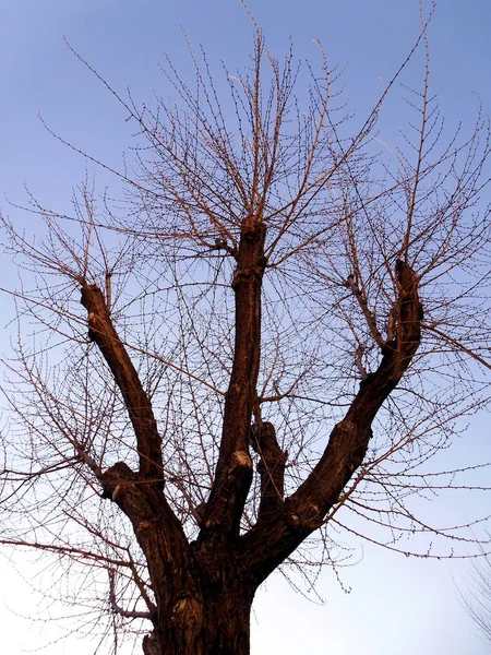 Tree Branches Autumn Park Garden — 스톡 사진