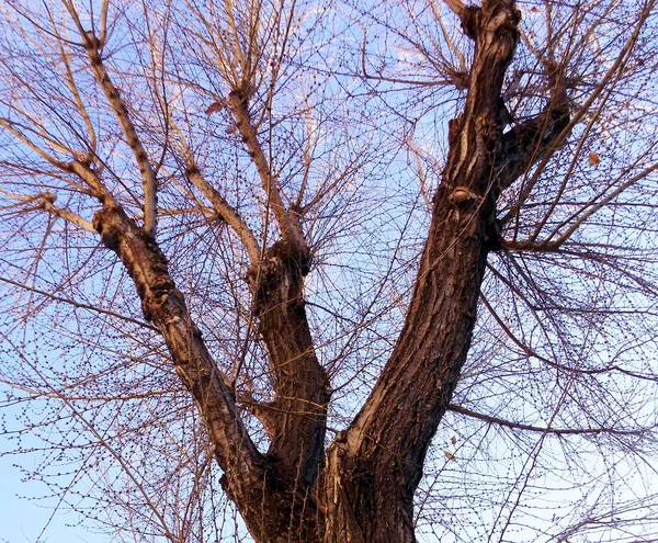 園内の秋の木の枝 — ストック写真