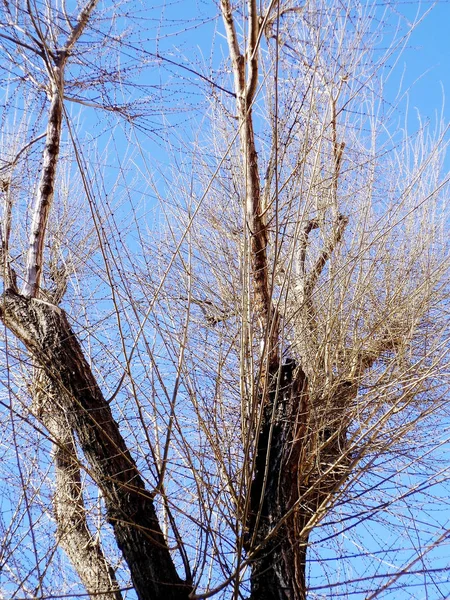 Branches Arbres Automne Dans Jardin Parc — Photo