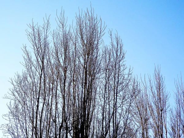 園内の秋の木の枝 — ストック写真