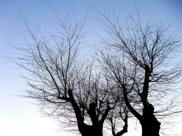 Branches Arbres Automne Dans Jardin Parc — Photo