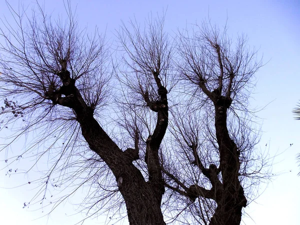 園内の秋の木の枝 — ストック写真