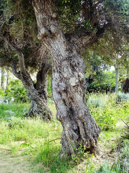 Δέντρα Στον Κήπο Δασικό Πάρκο — Φωτογραφία Αρχείου