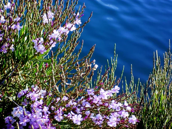 dalları ile yanındaki park Bahçe göle baharda renkli çiçekler