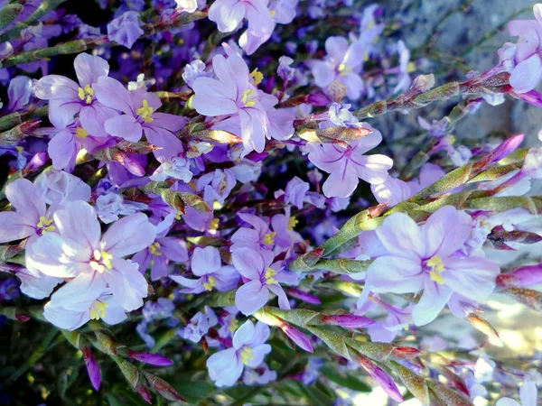 Branches Avec Des Fleurs Roses Jaunes Printemps Dans Jardin Parc — Photo