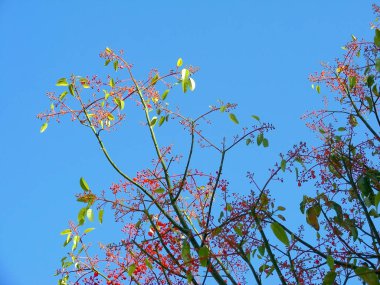 Park Bahçe bahar pembe ve Sarı çiçekli ağaç dalları
