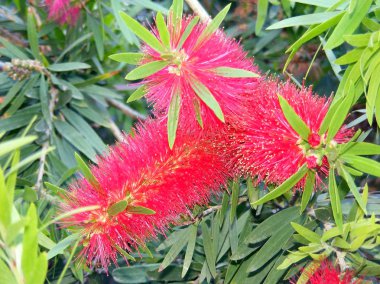 Park Bahçe bahar pembe çiçekli ağaç dalları