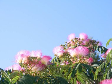 Park Bahçe bahar pembe çiçekli ağaç dalları