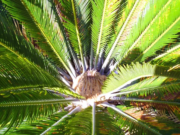 Palmier Dans Jardin Parc — Photo