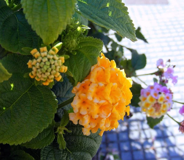 Lantana Género Plantas Con Flores Perteneciente Familia Verbenaceae — Foto de Stock