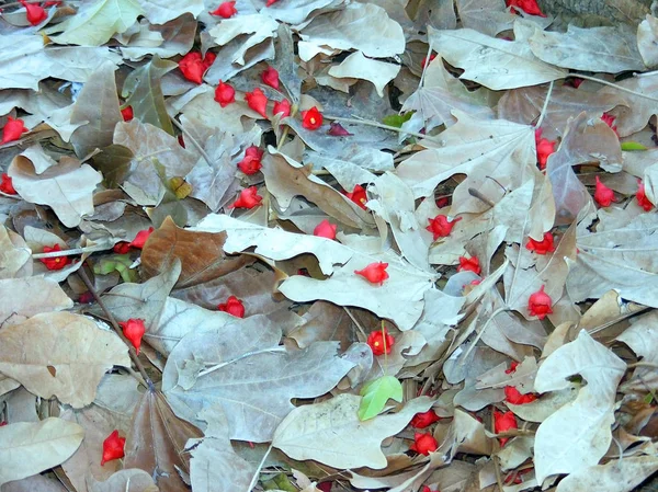 Czerwone Kwiaty Drzewa Ziemi Jesienią Ogrodzie Park — Zdjęcie stockowe