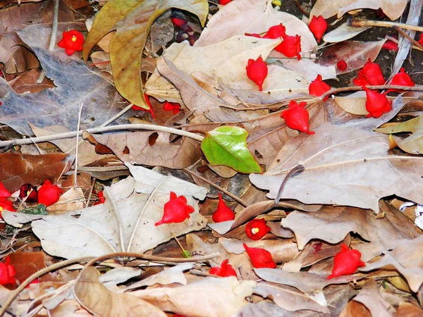 Fiori Rossi Albero Terra Autunno Nel Giardino Del Parco — Foto Stock