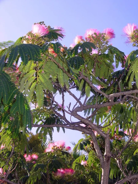 公園の庭で春にピンクの花と木の枝 — ストック写真