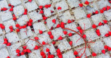 yaprak ve çiçek park Bahçe sonbaharda yere ağacının