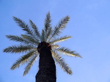 Palmiye ağacı dalları ve yaprakları Bay Cadiz, Andalusia'nun başşehri ile. İspanya. Europe