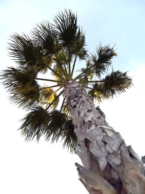 Palmiye ağacı dalları ve yaprakları Bay Cadiz, Andalusia'nun başşehri ile. İspanya. Europe