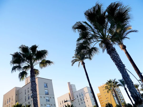 Palma Con Rami Foglie Nella Baia Della Capitale Cadice Andalusia — Foto Stock