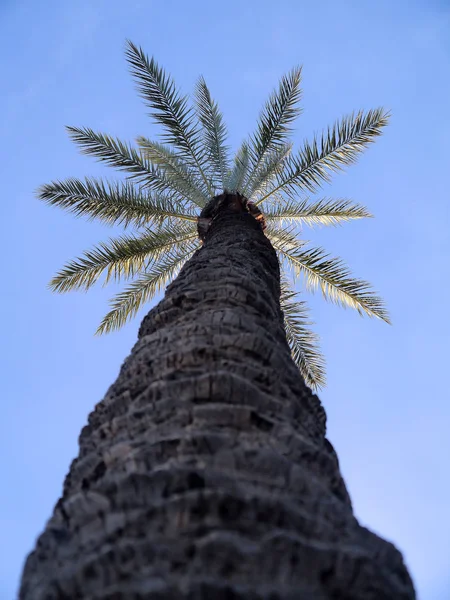 Palm tree with branches and leaves in the bay of the capital of Cadiz, Andalusia. Spain. Europe