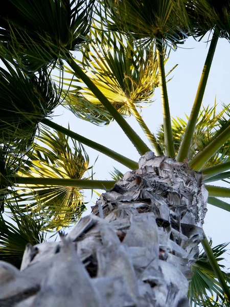 Palmeira Com Ramos Folhas Baía Capital Cádiz Andaluzia Espanha Europa — Fotografia de Stock