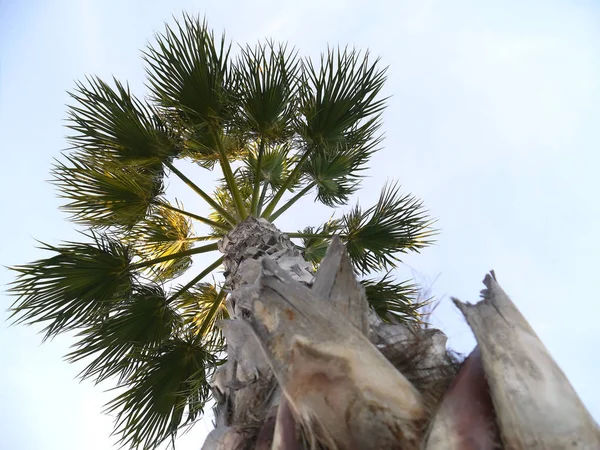 Palmera Con Ramas Hojas Bahía Capital Cádiz Andalucía España Europa — Foto de Stock