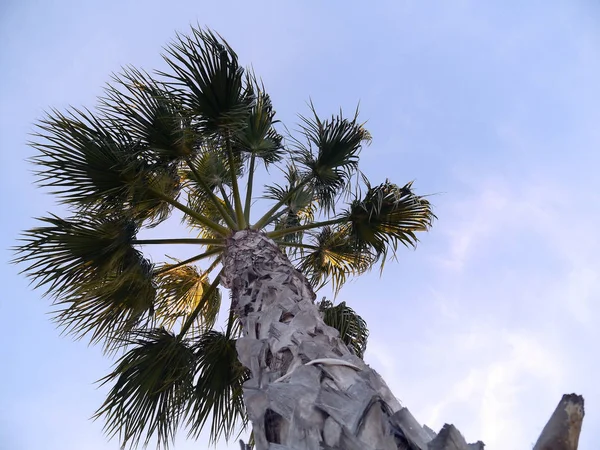 Palmeira Com Ramos Folhas Baía Capital Cádiz Andaluzia Espanha Europa — Fotografia de Stock