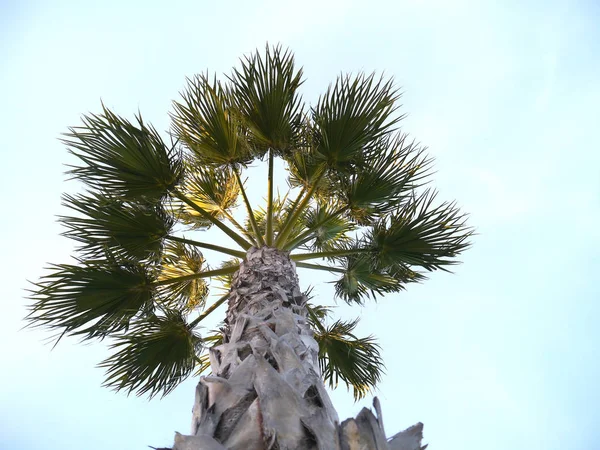 Palmera Con Ramas Hojas Bahía Capital Cádiz Andalucía España Europa — Foto de Stock