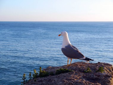 Bay Cdiz, Andalusia içinde martılar. İspanya. Europe