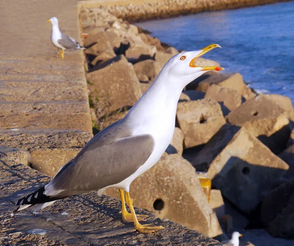 Möwen Der Bucht Von Cdiz Andalusien Spanien Europa — Stockfoto