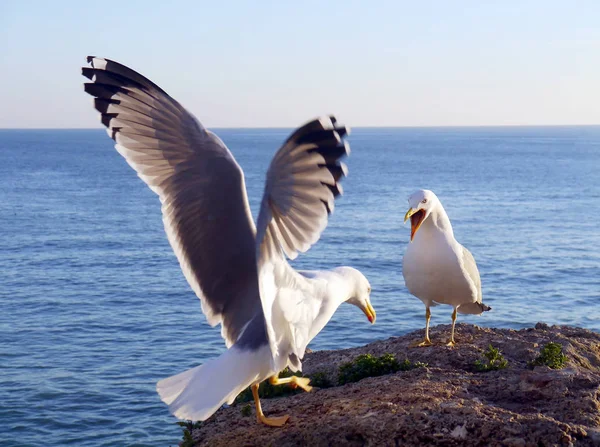 Seagulls in the bay of Cdiz, Andalusia. Spain. Europe