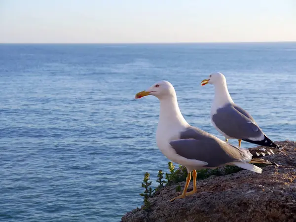 Mouettes Dans Baie Cdiz Andalousie Espagne Europe — Photo