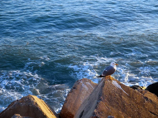 Seagulls Bay Cdiz Andalusia Spain Europe — Stock Photo, Image