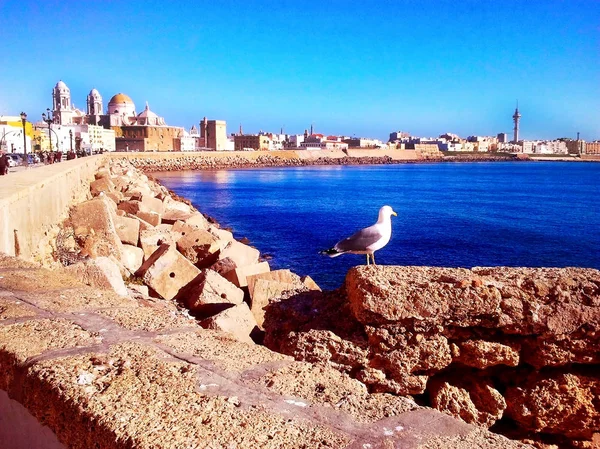 Seagulls Katedrze Zatoce Stolicy Cdiz Andaluzja Hiszpania Europie — Zdjęcie stockowe