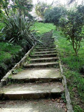 Merdiven forest park için bahçedeki çamlar arasında