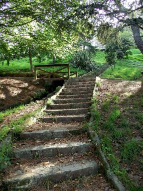 Merdiven forest park için bahçedeki çamlar arasında