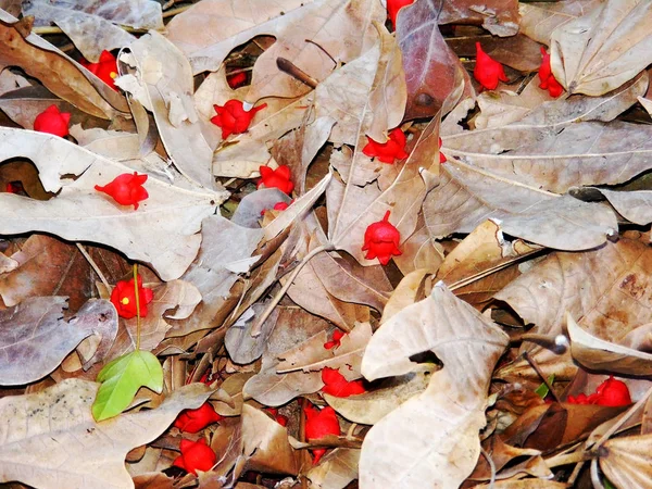 Liście Kwiaty Drzewa Ziemi Jesienią Ogrodzie Park — Zdjęcie stockowe