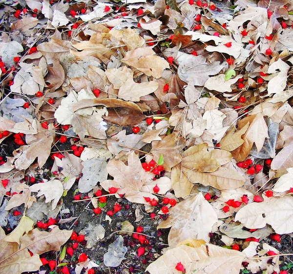 Bladeren Bloemen Van Boom Grond Herfst Het Park Tuin — Stockfoto