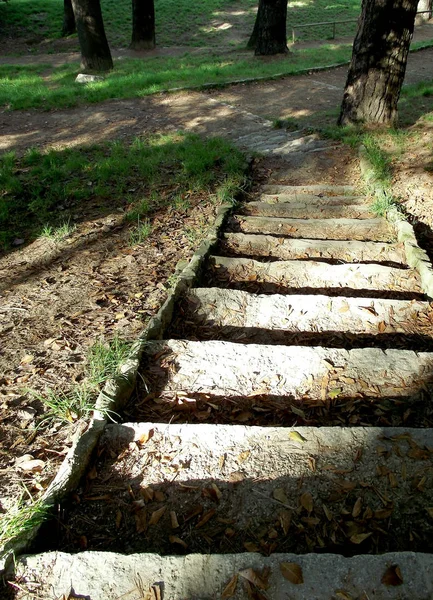 Escadas Entre Pinheiros Jardim Parque Florestal — Fotografia de Stock