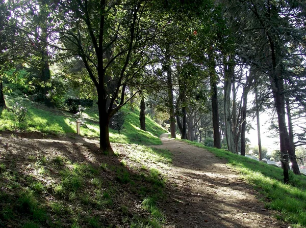 Caminho Entre Pinheiros Jardim Parque Florestal — Fotografia de Stock